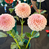 'KA's® Cinder Rose' | Rooted Cutting | Shipping March - April 2026