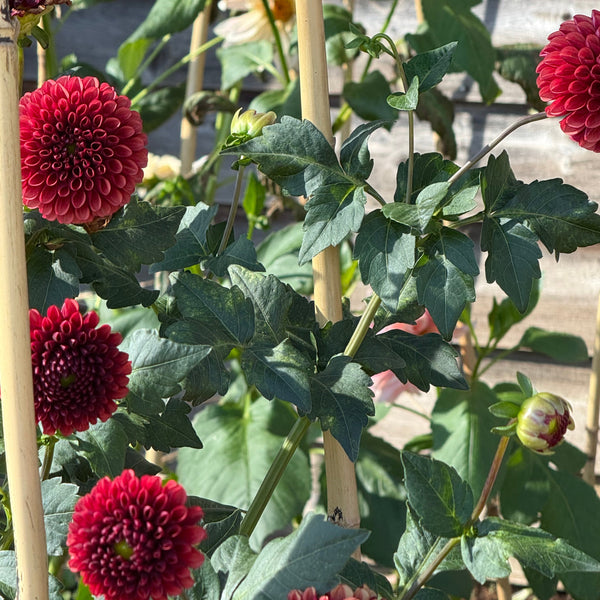 'Copper Boy' | Rooted Cutting | Shipping March - April 2026