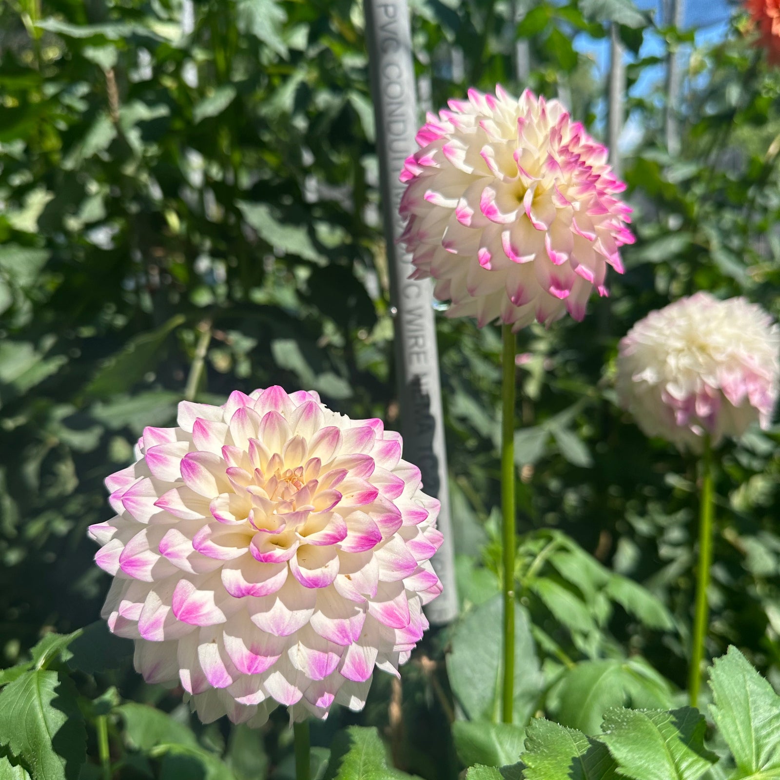 Formby Art' | Dahlia Tuber | Shipping March - April 2026