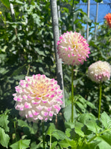 'Formby Art' | Dahlia Tuber | Shipping March - April 2025 - Stone Hollow Farmstead