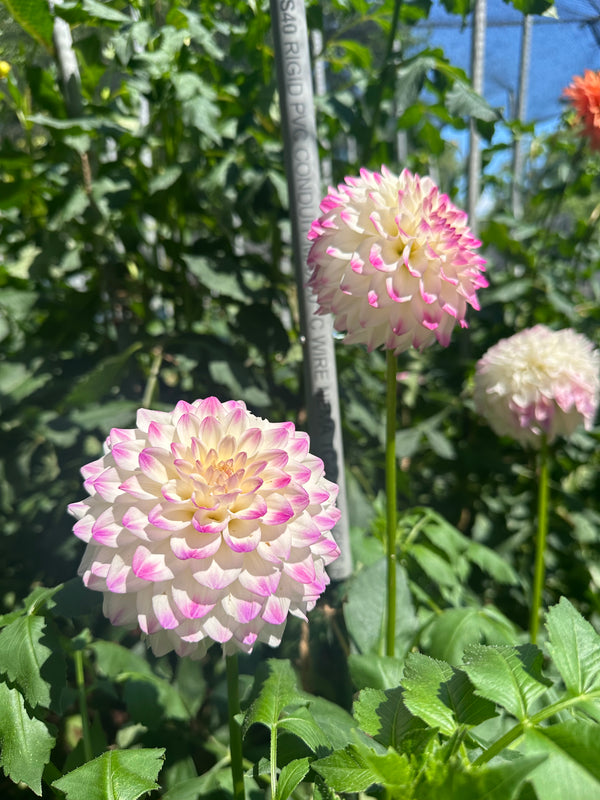 'Formby Art' | Dahlia Tuber | Shipping March - April 2025 - Stone Hollow Farmstead