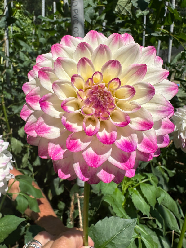 'Formby Art' | Dahlia Tuber | Shipping March - April 2025 - Stone Hollow Farmstead