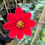 'Rival' Mignon single' | Dahlia Rooted Cutting