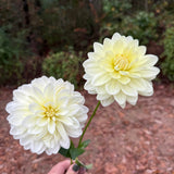 'Cameo' | Rooted Cutting | Shipping March - May 2026