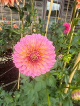 'Skipley Spot of Gold' | Rooted Cutting | Shipping March - April 2026