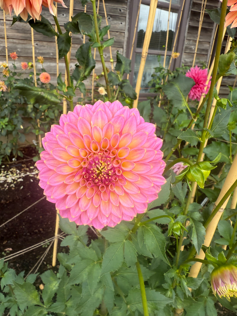 'Skipley Spot of Gold' | Rooted Cutting | Shipping March - April 2026