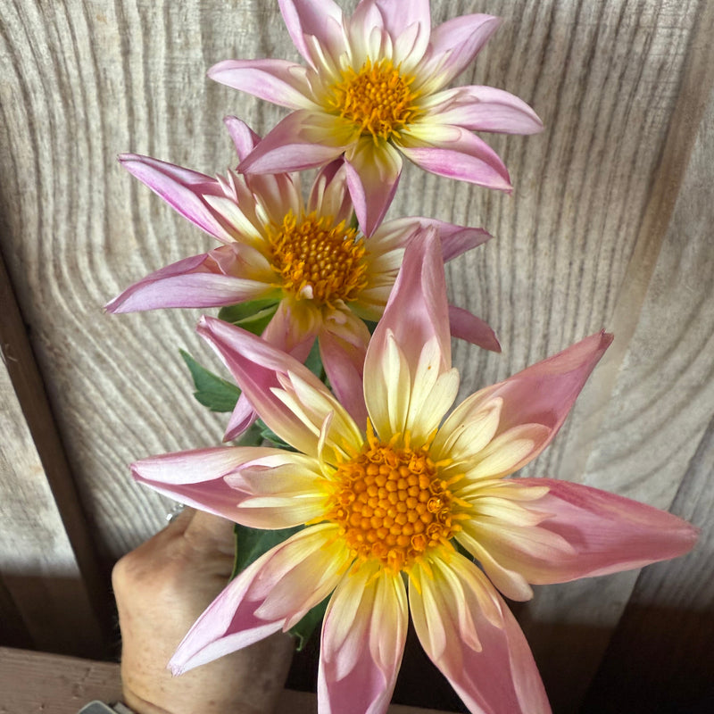 'Fancy Pants' | Rooted Cutting | Shipping March - April 2026