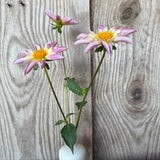 'Fancy Pants' | Rooted Cutting | Shipping March - April 2026