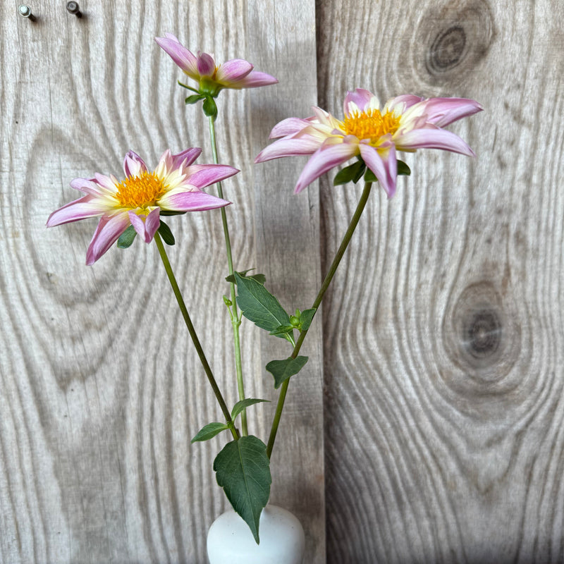 'Fancy Pants' | Rooted Cutting | Shipping March - April 2026