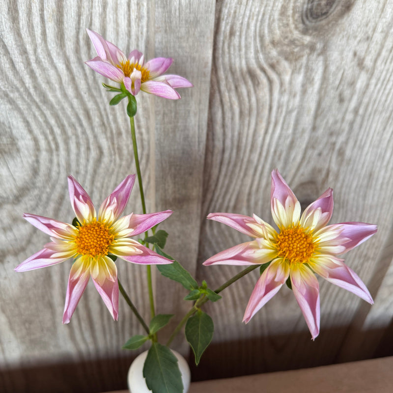 'Fancy Pants' | Rooted Cutting | Shipping March - April 2026