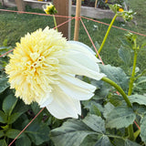 'Platinum Blonde' | Dahlia Tuber