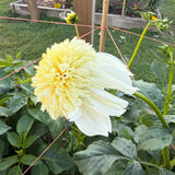 'Platinum Blonde' | Dahlia Tuber