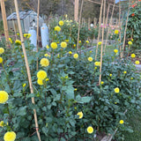 'Lismore Moonlight' | Rooted Cutting | Shipping March - April 2026