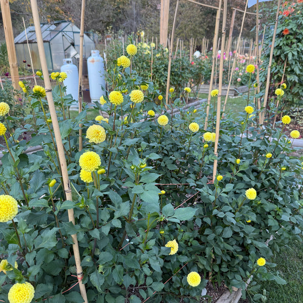 'Lismore Moonlight' | Rooted Cutting | Shipping March - April 2026