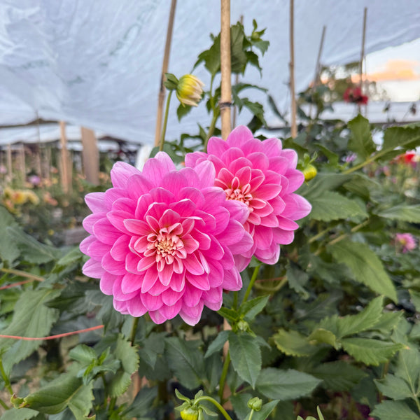 'Hollyhill Pink Martini' | Rooted Cutting | Shipping March - April 2026