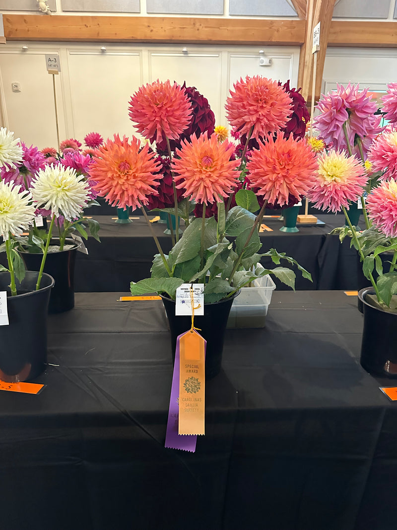'Hilltop Lost Treasure' | Dahlia Tuber | Shipping March - April 2025