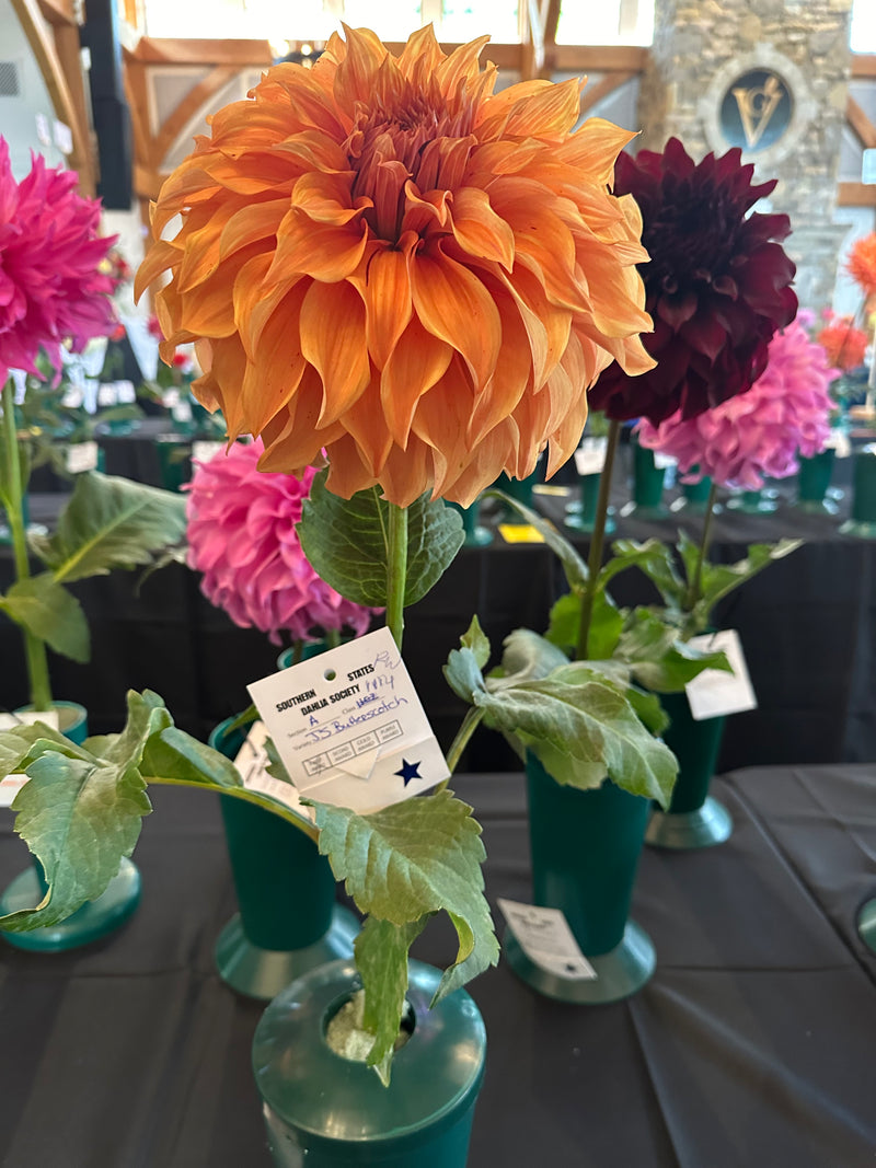 'JS Butterscotch' | Rooted Cutting | Shipping March - April 2025
