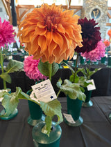 'JS Butterscotch' | Dahlia Tuber | Shipping March - April 2025 - Stone Hollow Farmstead