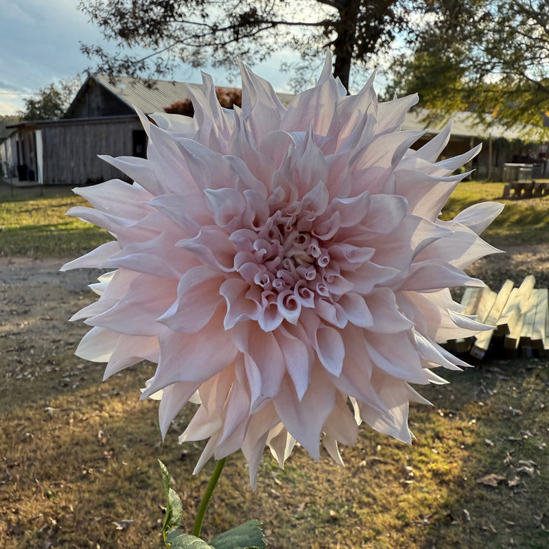 'KA's® Lavender Blush | Rooted Cutting | Shipping March - April 2026
