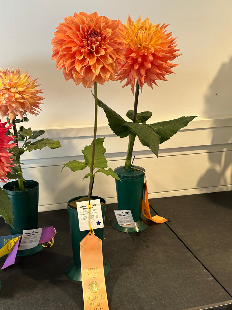 'Clyde's Choice' | Dahlia Tuber | Shipping March - April 2025 - Stone Hollow Farmstead