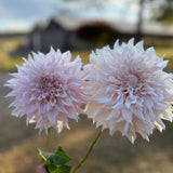 'KA's® Lavender Blush | Rooted Cutting | Shipping March - April 2026