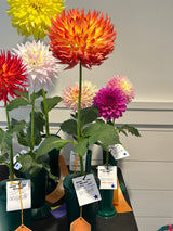 'Hilltop St. Charles' | Rooted Cutting | Shipping March - April 2025
