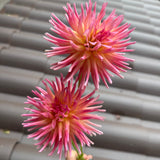 'Bloomquist Bethany' | Rooted Cutting | Shipping March - April 2026