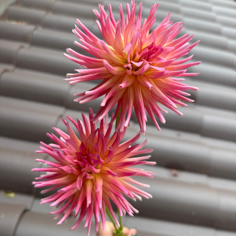 'Bloomquist Bethany' | Rooted Cutting | Shipping March - April 2026