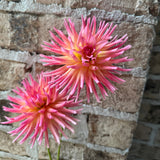 'Bloomquist Bethany' | Rooted Cutting | Shipping March - April 2026