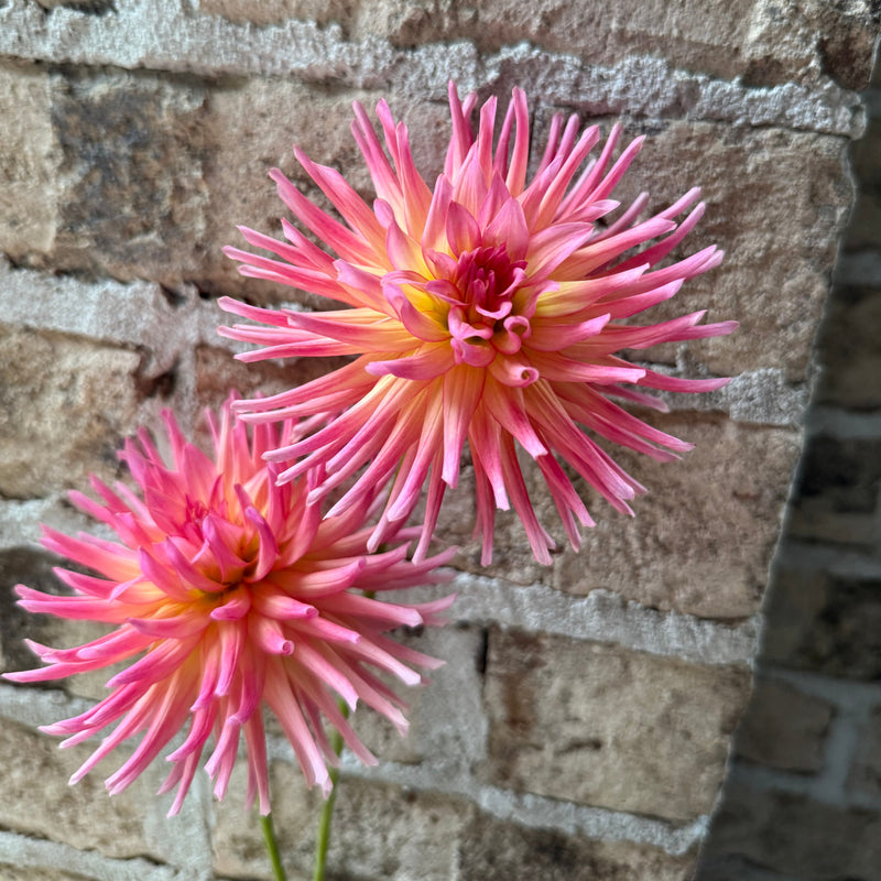 'Bloomquist Bethany' | Rooted Cutting | Shipping March - April 2026