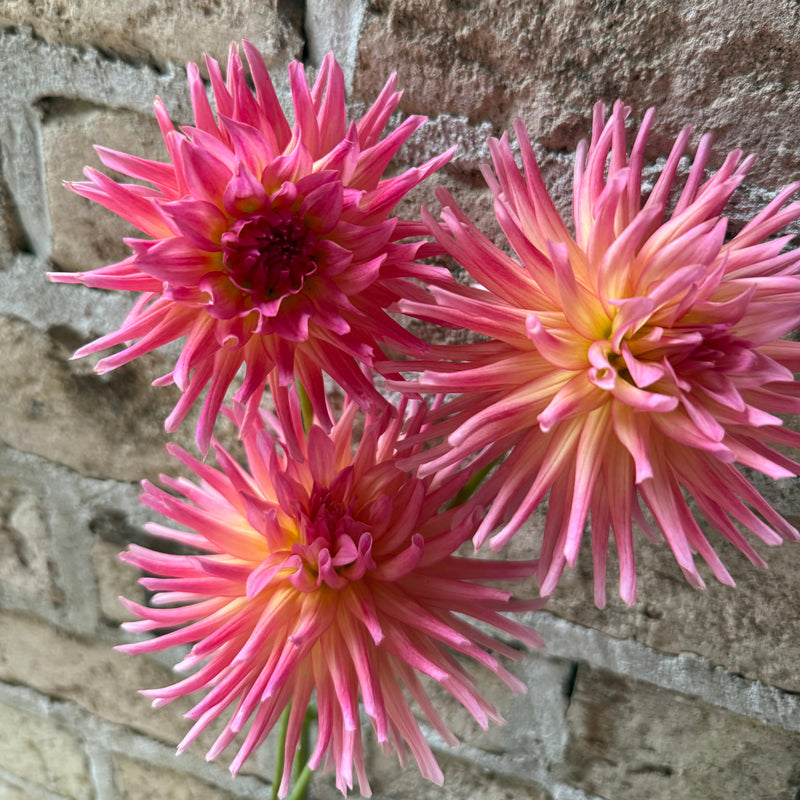 'Bloomquist Bethany' | Rooted Cutting | Shipping March - April 2026