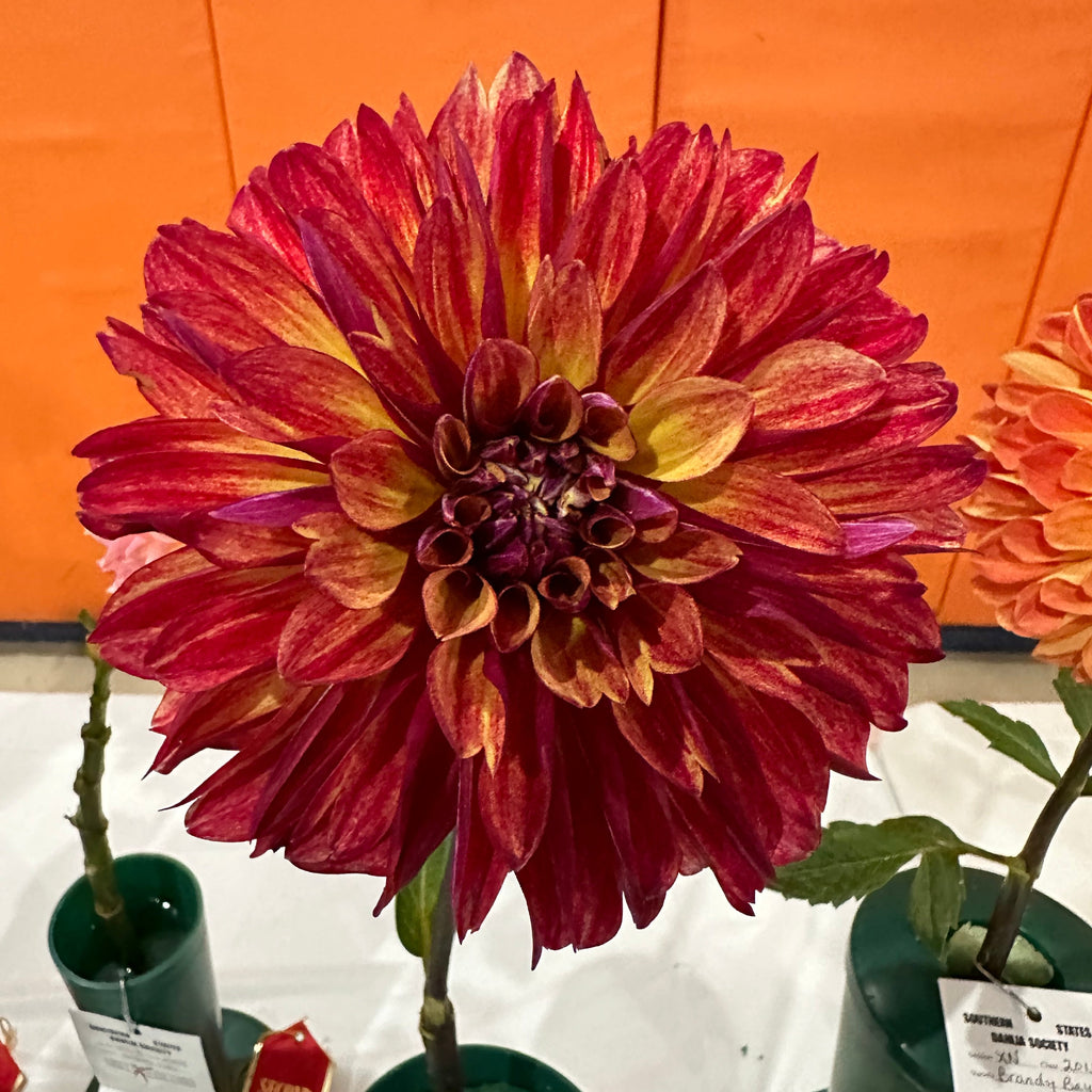Gitts Crazy' | Dahlia Tuber | Shipping March - April 2026