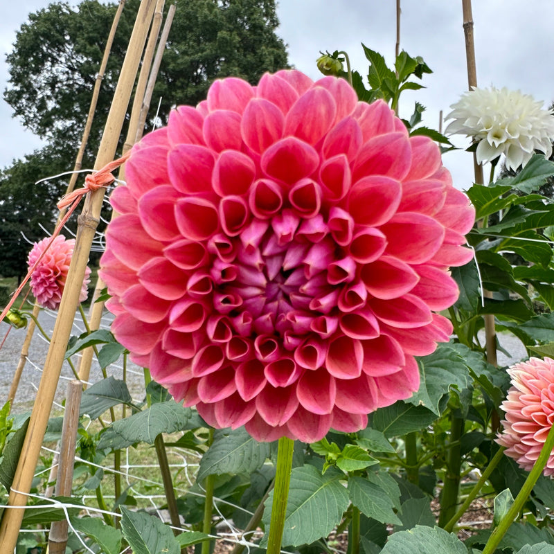 'KA's® Boho Peach' | Dahlia Tuber | Shipping March - April 2025 - Stone Hollow Farmstead