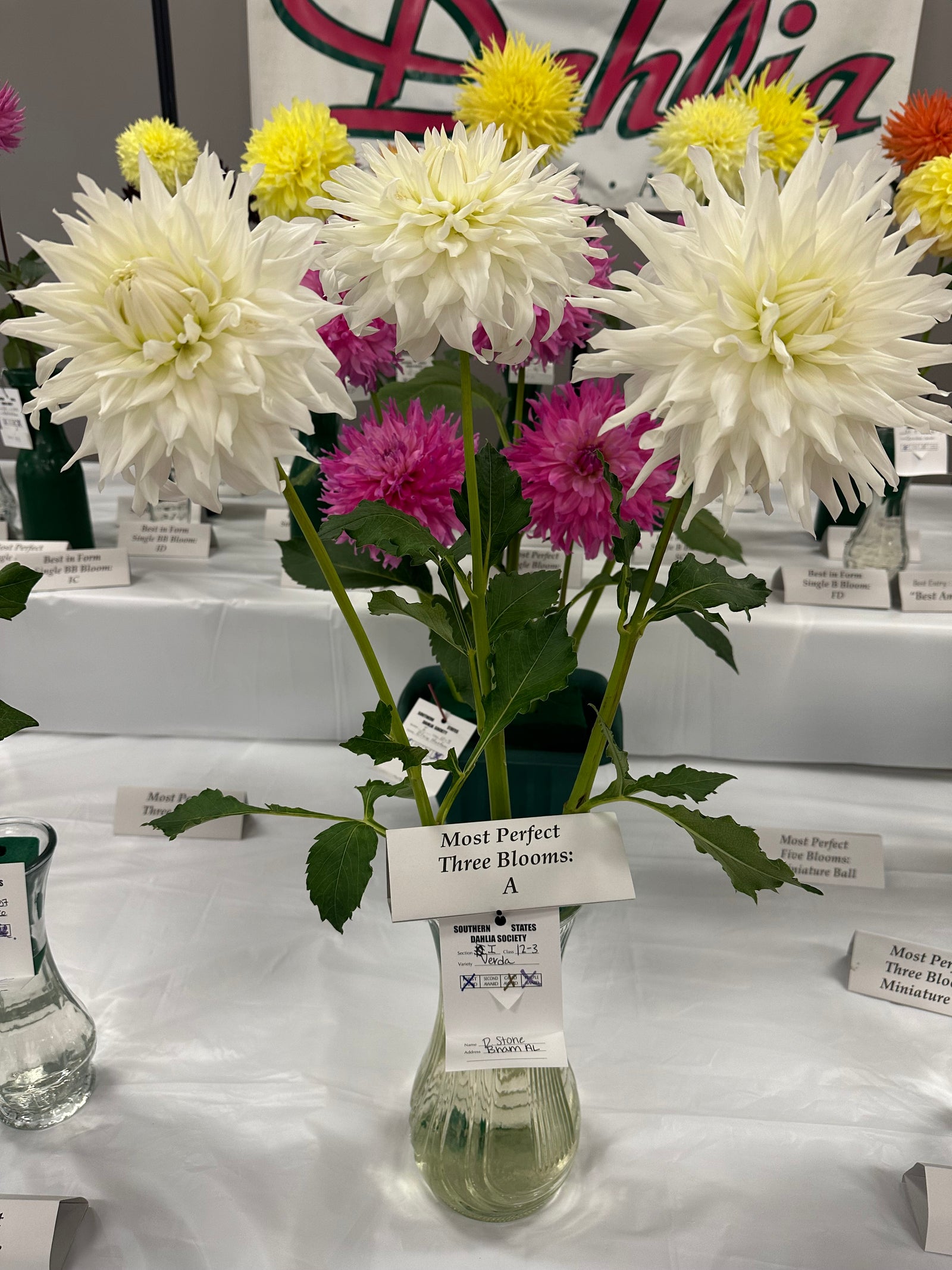 stina スティナ 新品未開封 ダリア Dahlia white wrap stina / Dahlia white wrap skirt / short