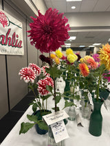 'Islander' | Dahlia Tuber | Shipping March - April 2025 - Stone Hollow Farmstead