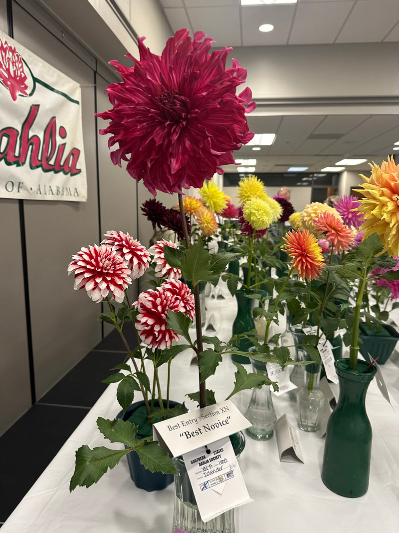 'Islander' | Dahlia Tuber | Shipping March - April 2025 - Stone Hollow Farmstead