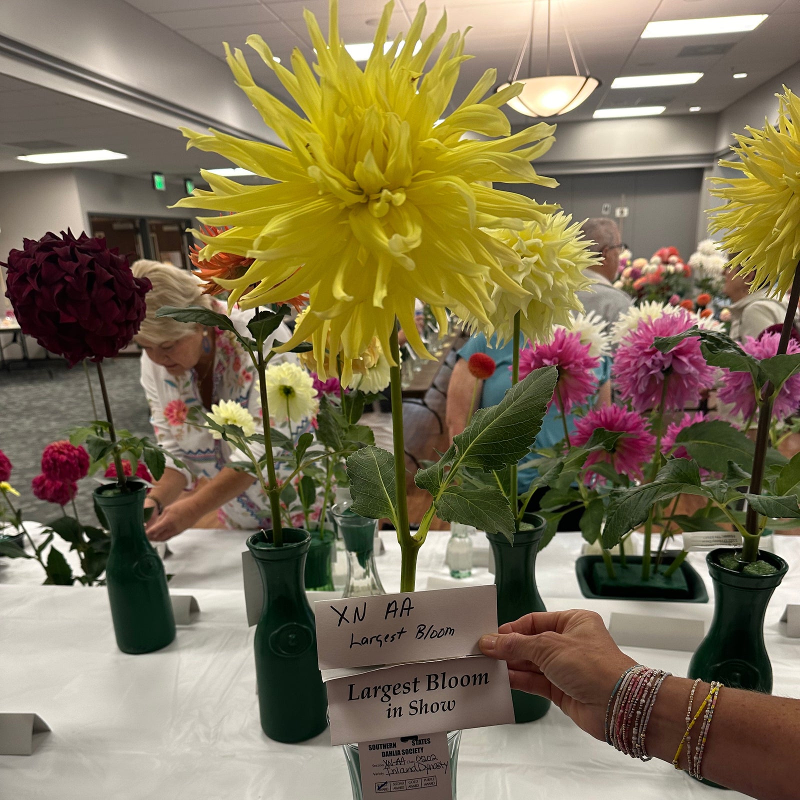 Inland Dynasty' | Dahlia Tuber | Shipping March - April 2026