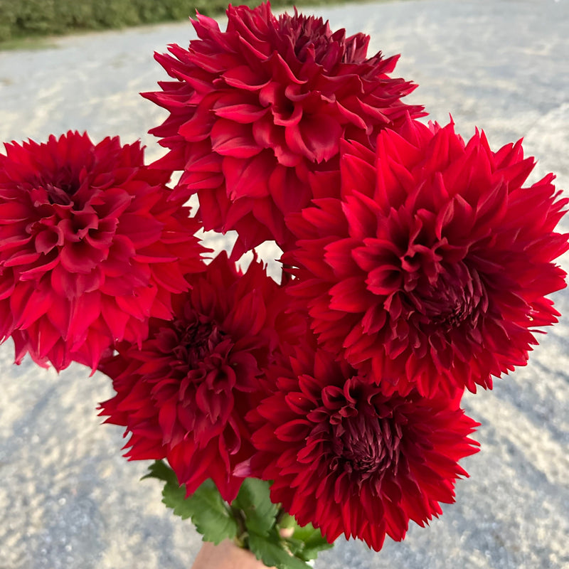 'Hart's Blood Red' | Dahlia Tuber | FOR DAHLIA LIBRARY - Stone Hollow Farmstead