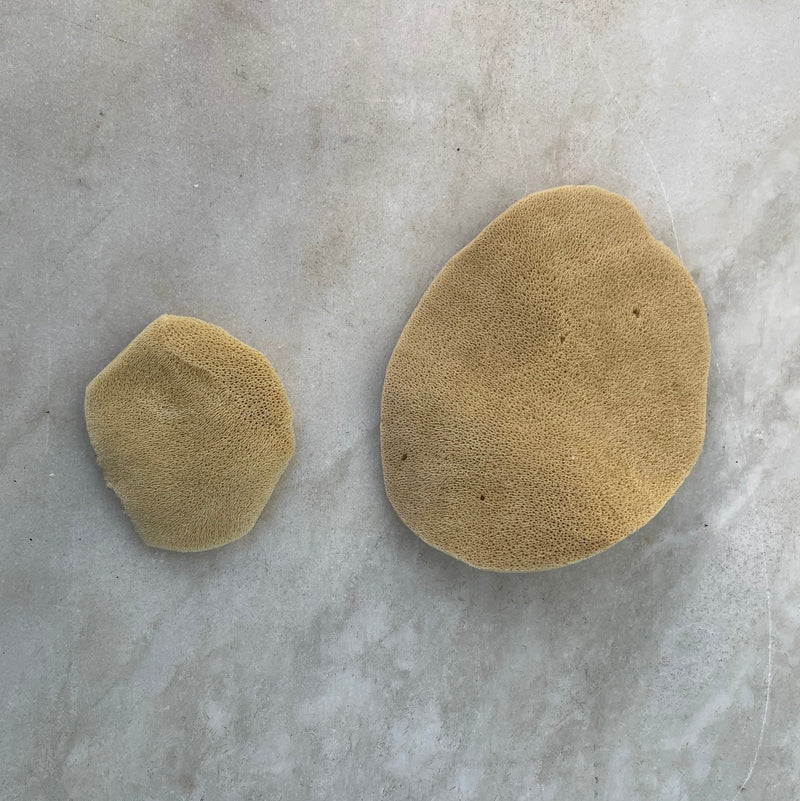 Elephant Ear Sponge - Stone Hollow Farmstead
