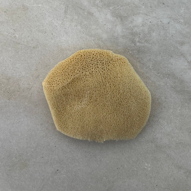 Elephant Ear Sponge - Stone Hollow Farmstead