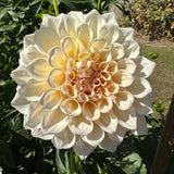 'KA's® Pearl' | Rooted Cutting | Shipping March - April 2025