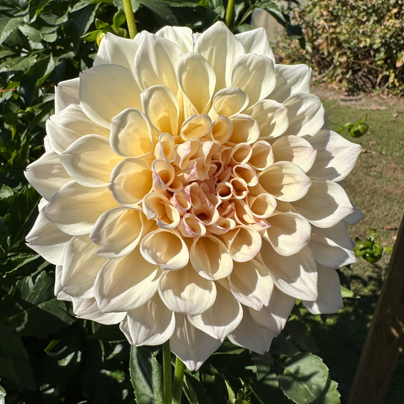 'KA's® Pearl' | Rooted Cutting | Shipping March - April 2025
