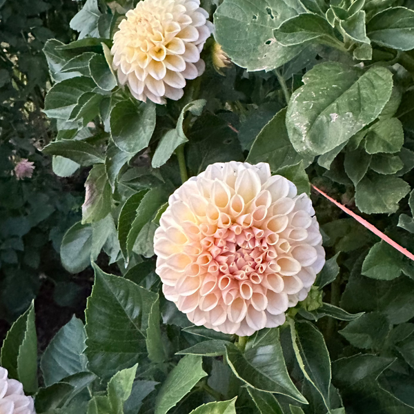 'KA's® Cinder Rose' | Rooted Cutting | Shipping March - April 2025 - Stone Hollow Farmstead