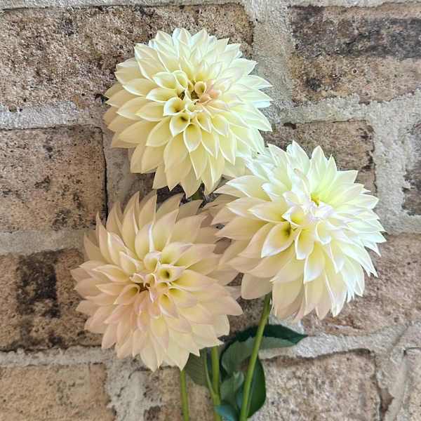 'KA's® Champagne' | Rooted Cutting | Shipping March - April 2025 - Stone Hollow Farmstead