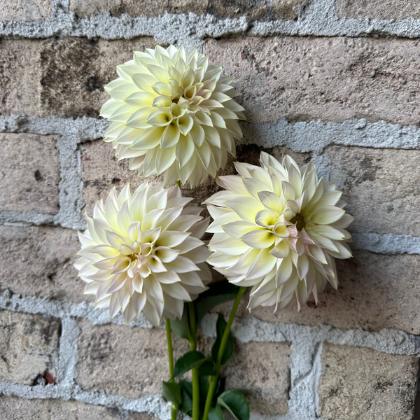 'KA's® Champagne' | Rooted Cutting | Shipping March - April 2025 - Stone Hollow Farmstead