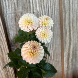 'KA's® Cinder Rose' | Rooted Cutting | Shipping March - April 2025 - Stone Hollow Farmstead