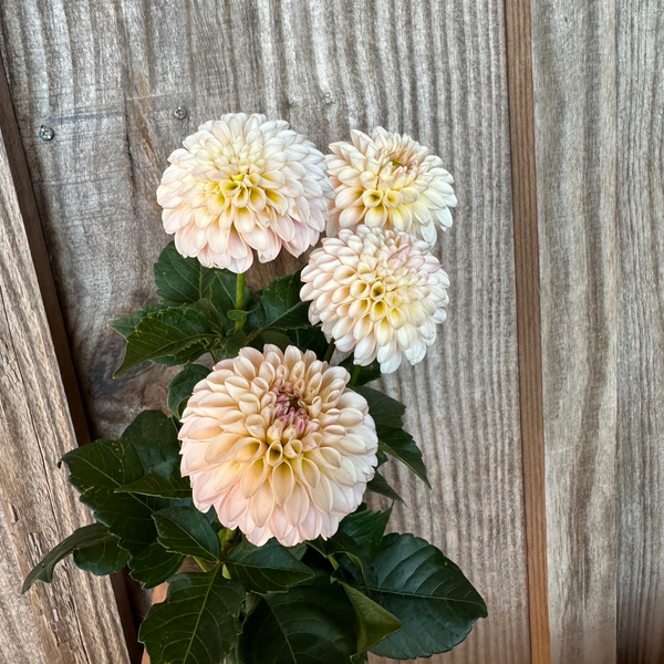 'KA's® Cinder Rose' | Rooted Cutting | Shipping March - April 2025 - Stone Hollow Farmstead