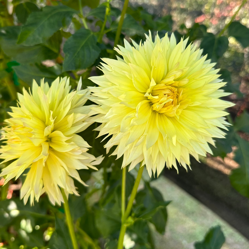 'Citron du Cap' | Dahlia Tuber | Shipping March - April 2025 - Stone Hollow Farmstead