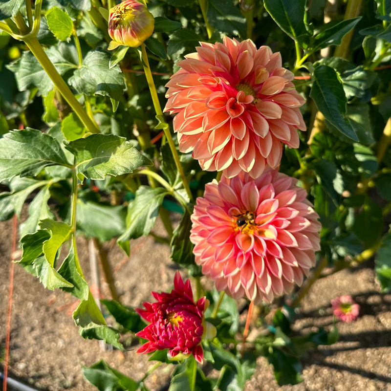 'KA's® Desert Rose' | Rooted Cutting | Shipping March - April 2025
