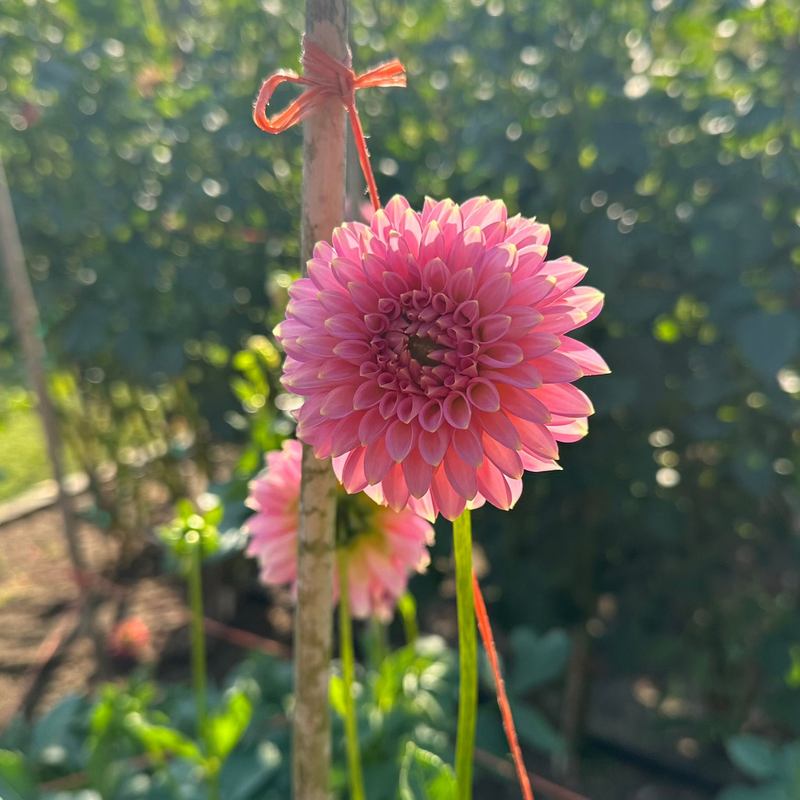 'Bloomquist Pink Parfait' | Rooted Cutting | Shipping March - April 2025 - Stone Hollow Farmstead